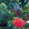 赤い実が好きな野鳥たち～１