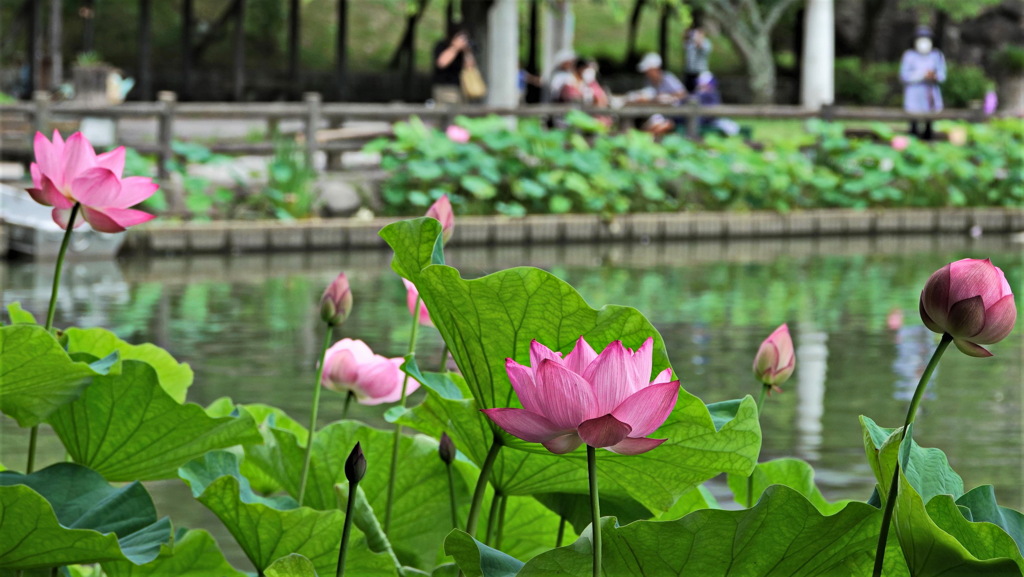 大賀ハス咲く公園