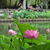 大賀ハス咲く公園