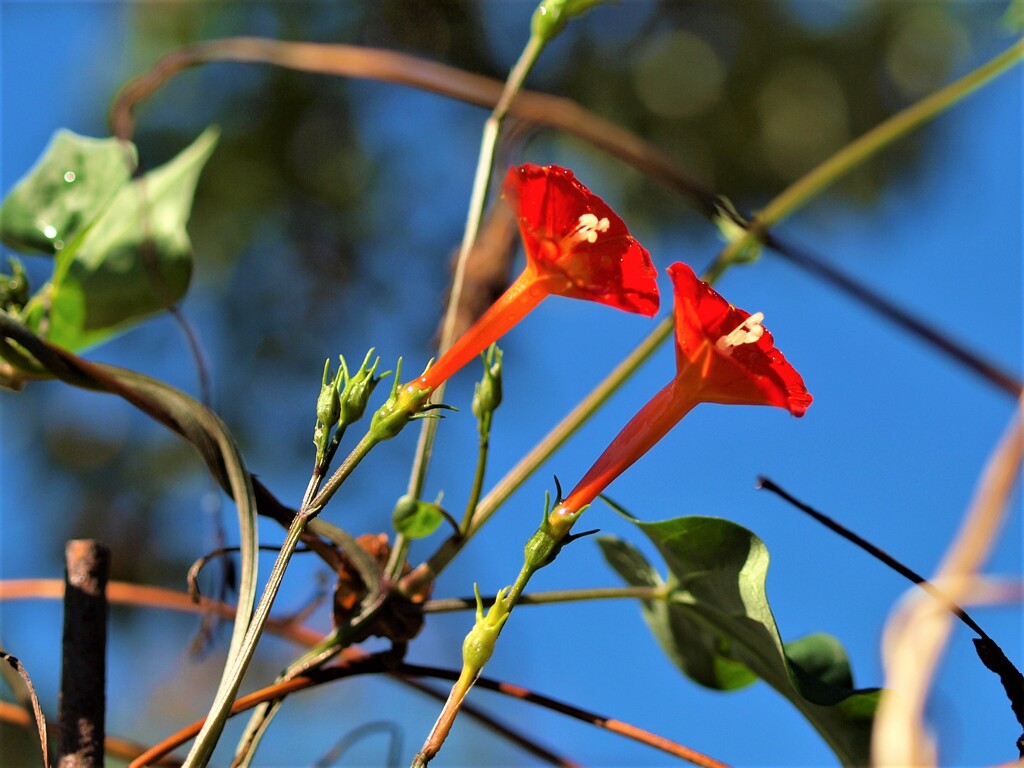 マルバルコウソウ～丸葉縷紅草