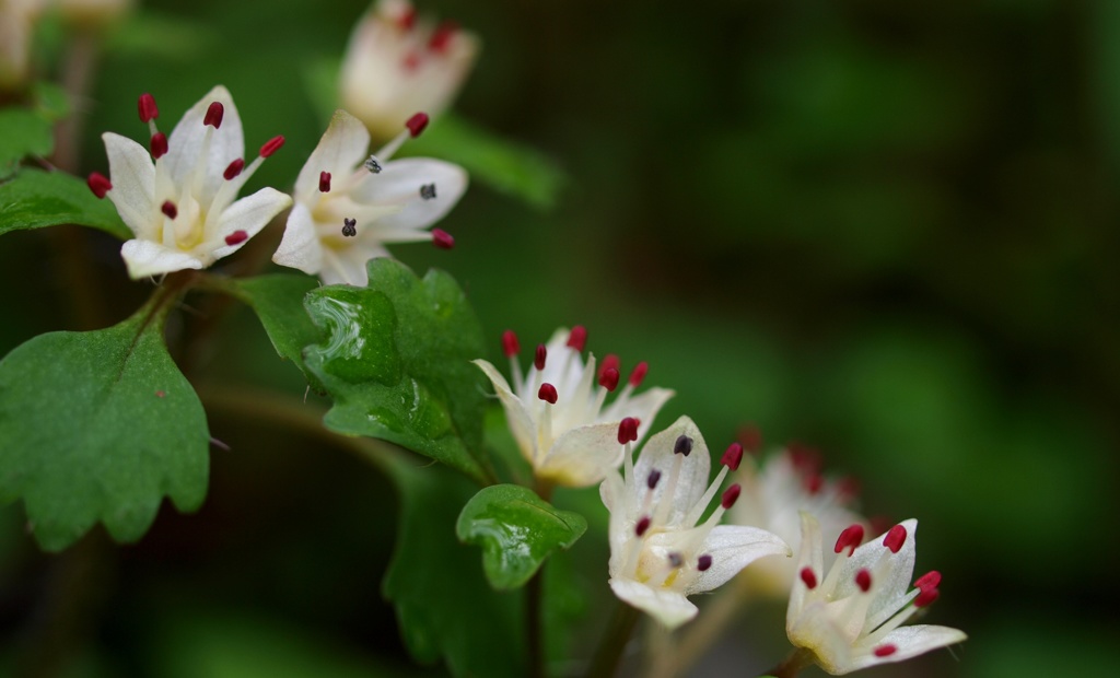 人知れず咲く山野草に魅せられて～ １ by 清三郎 （ID：8547059） - 写真共有サイト:PHOTOHITO