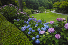 見頃を迎えた紫陽花～