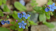 山瑠璃草～Omphalodes japonica