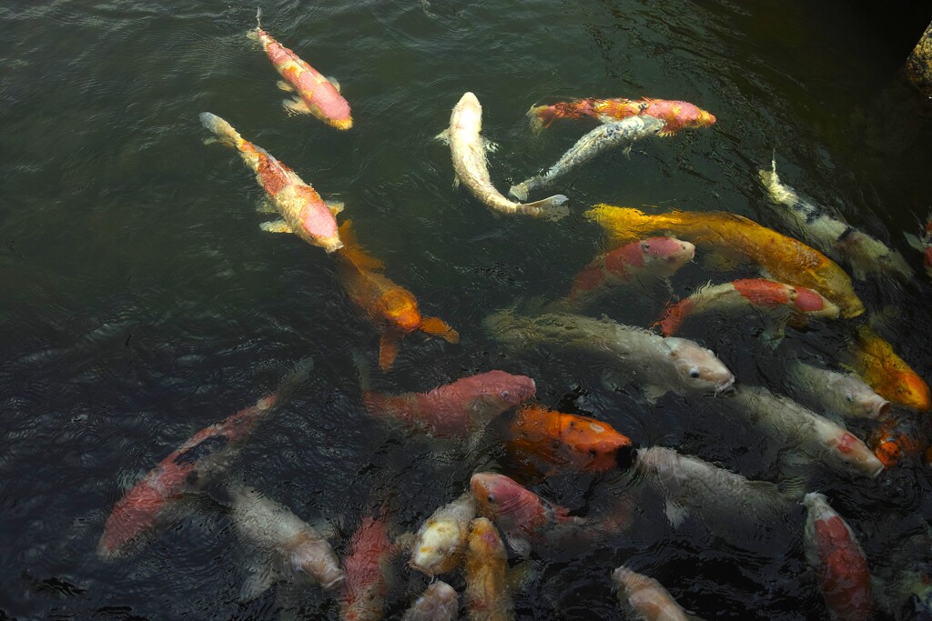 頑張れ広島カープ　(*_*;