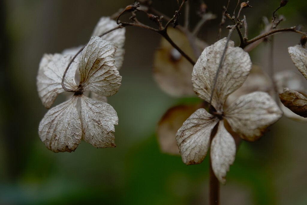 趣のある枯紫陽花～