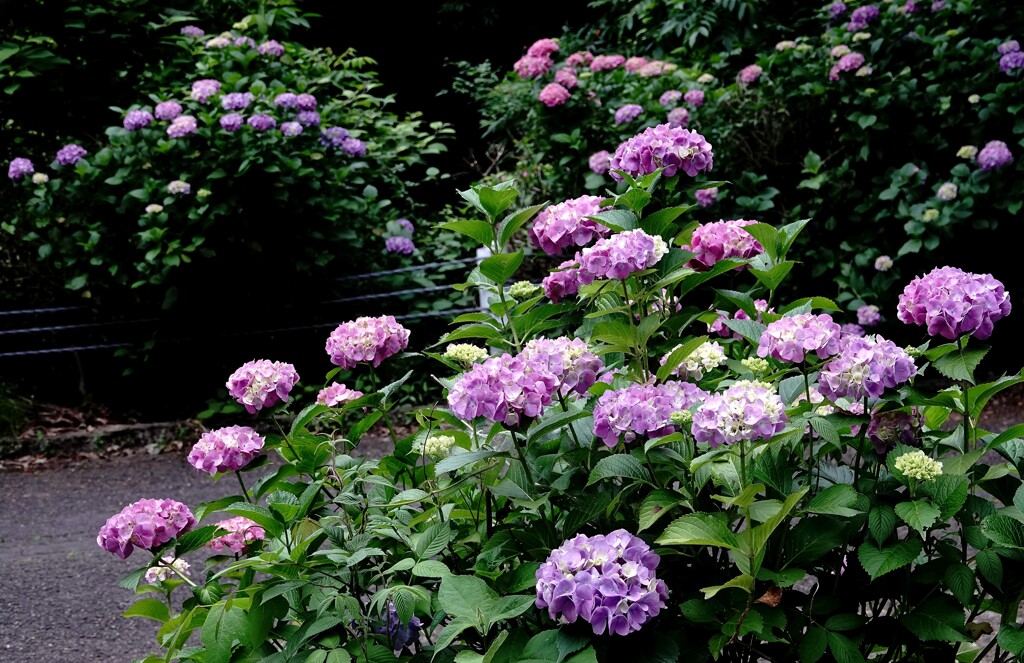 水無月の花～２