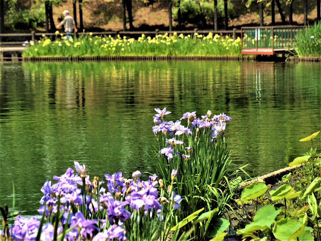 花菖蒲咲く公園
