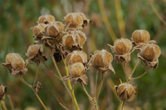 枯れ芙蓉～初撮り