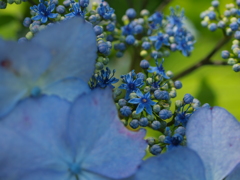 額紫陽花～フォーカスイン