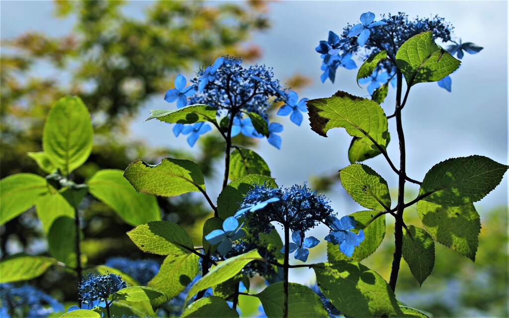 青い額紫陽花