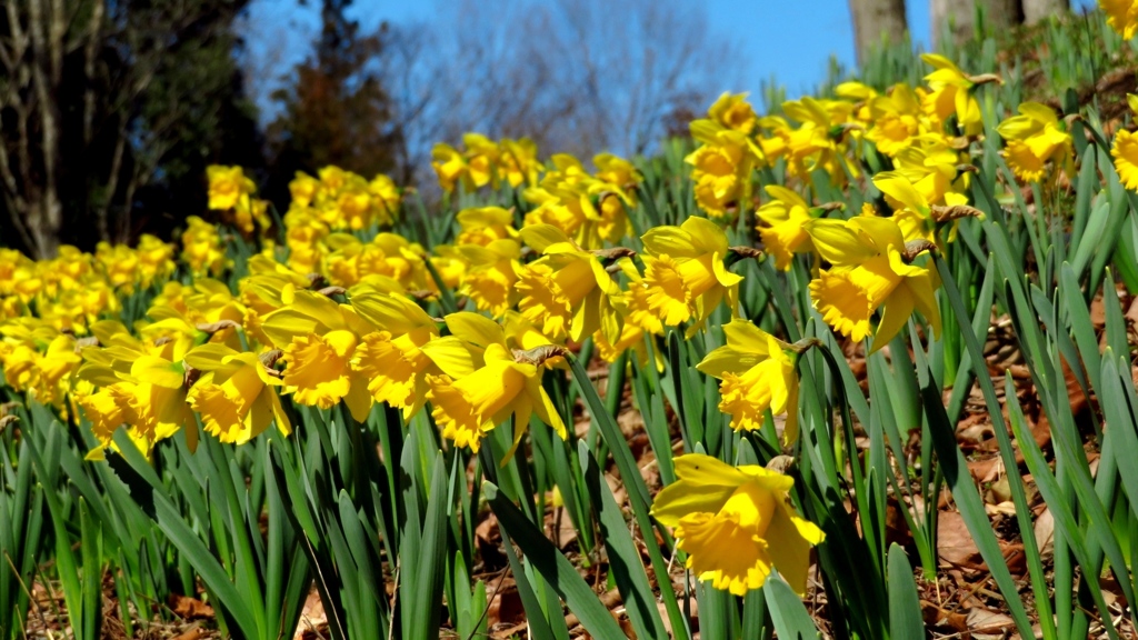 春がやってきた～