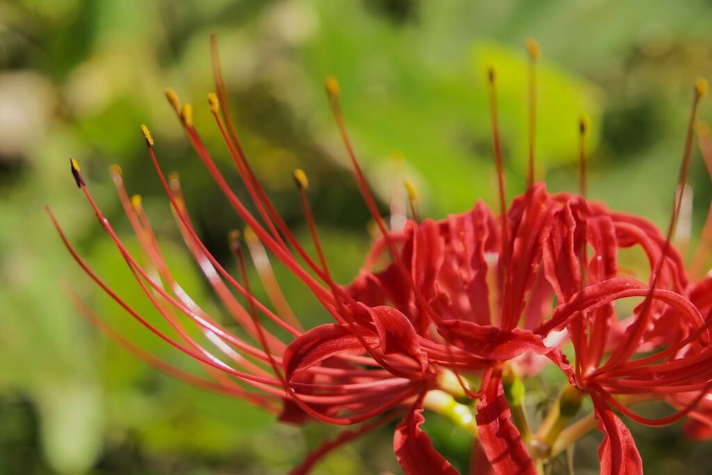 ズームイン曼珠沙華