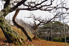 無花果　冬枯れ