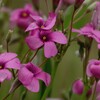 カタバミ～５月の野草