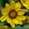 冬を告げる花～ツワブキ