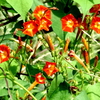 花盛りマルバルコウソウ～山野草の散策