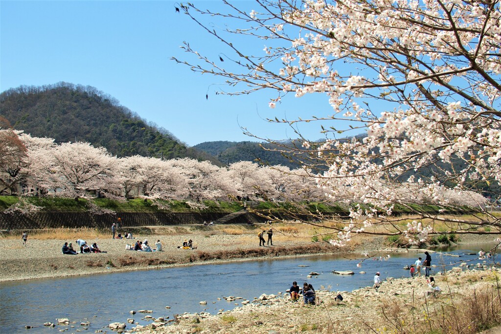 春の陽気に誘われて～井原堤　３