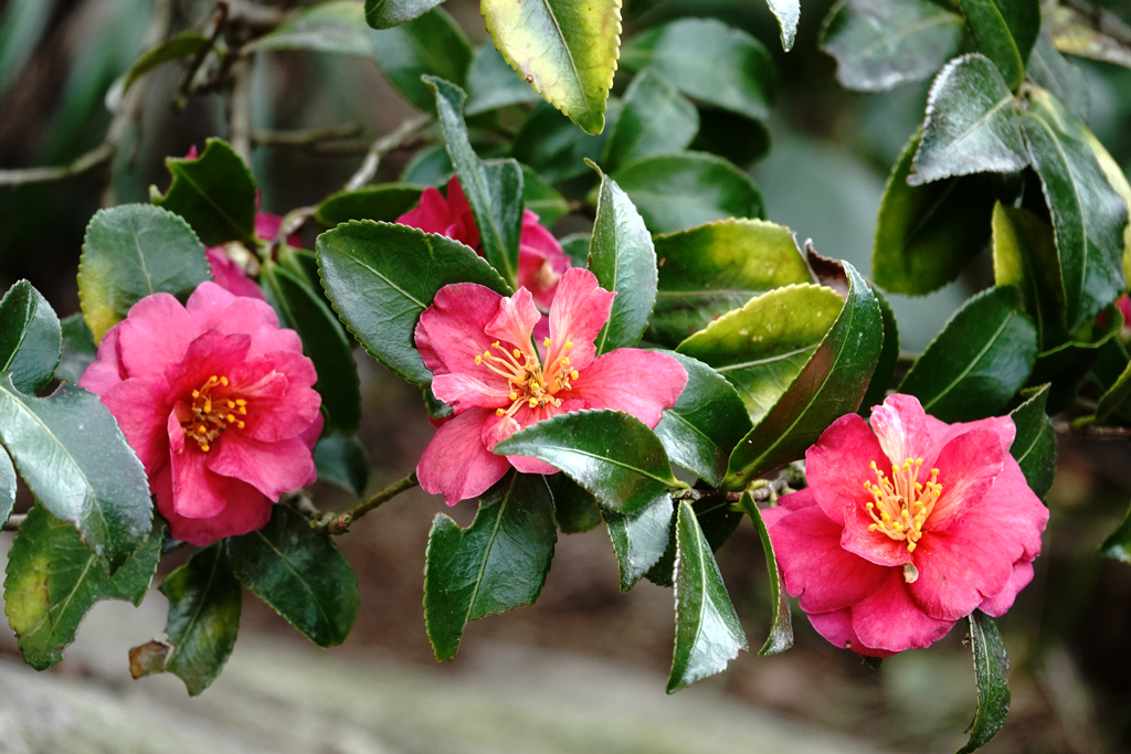 冬の花～山茶花