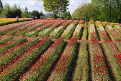世羅高原のチューリップ園