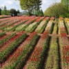 世羅高原のチューリップ園