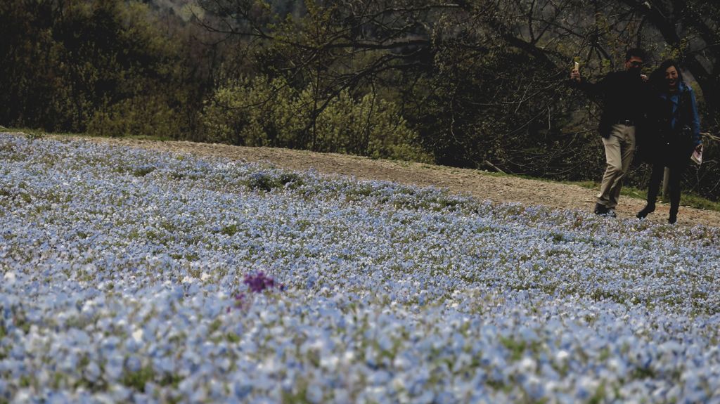 花夢の里　　ネモフィラ満開～