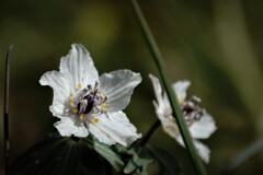 春を告げる花～節分草　５　