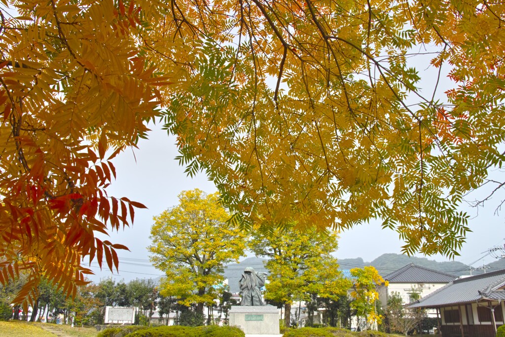 楷の紅葉～田中苑・井原