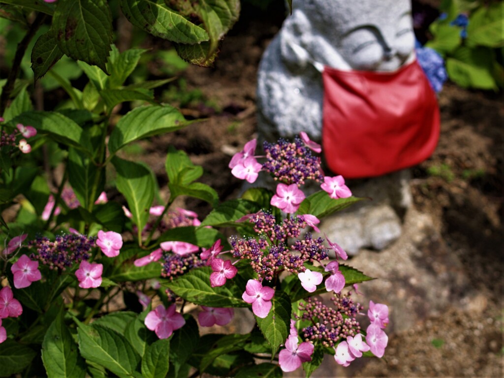 額紫陽花と地蔵さん