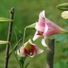 ６月の花～百合