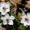 節分草～スプリングエフェメラル