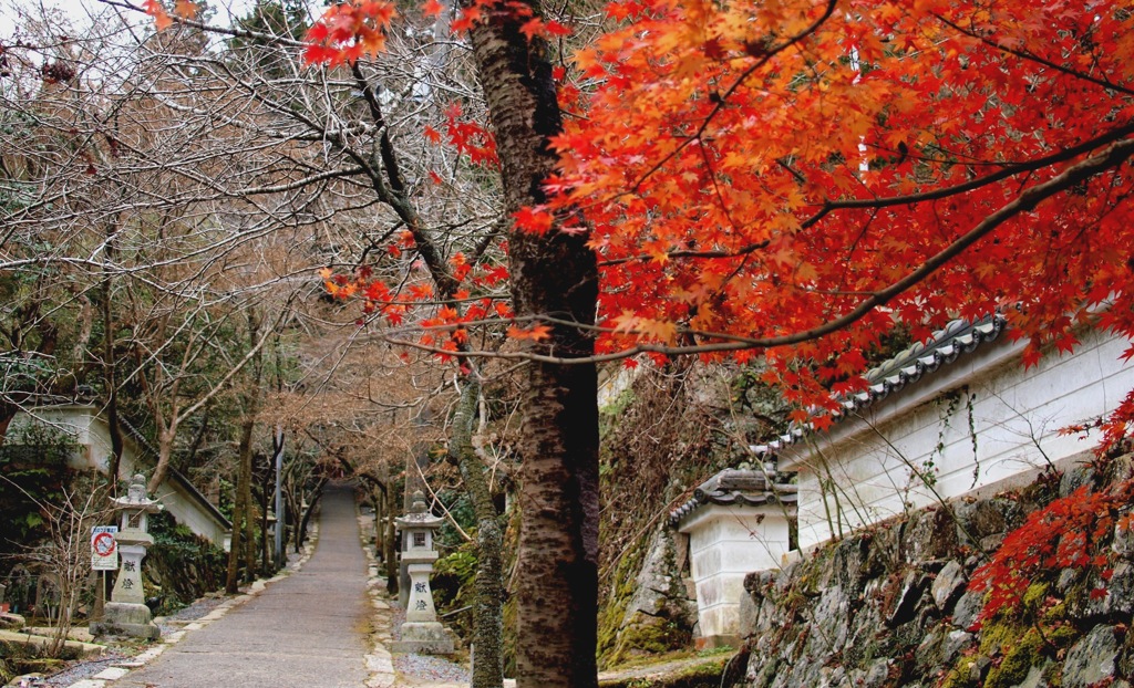 さらば紅葉２０１９～今高野山