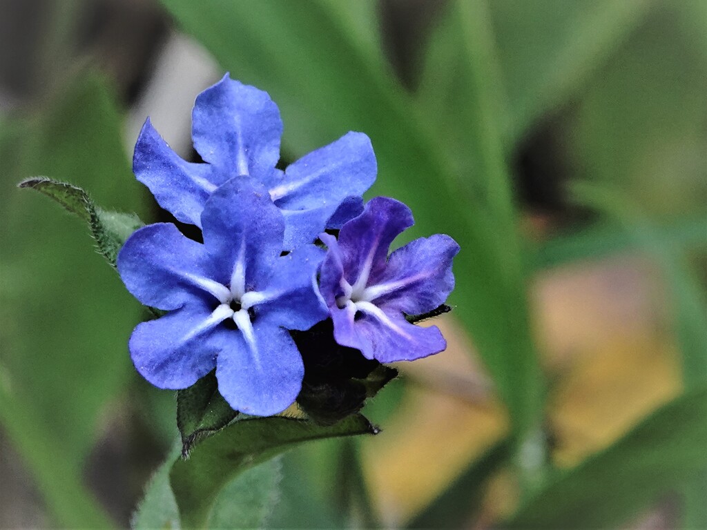 ホタルカズラ～瑠璃草