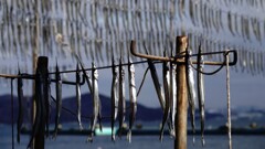 サヨリの天日干し～鞆の浦