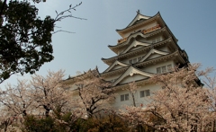 福山城の桜