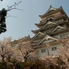 福山城の桜