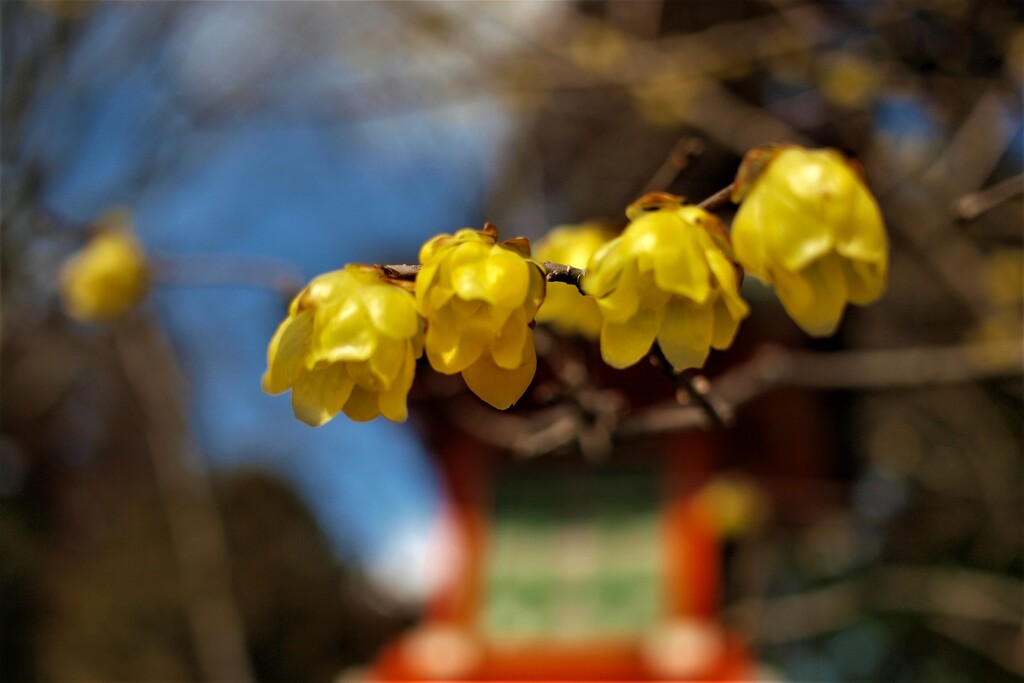 春を告げる蝋梅の花～