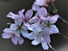 薄紅の冬桜
