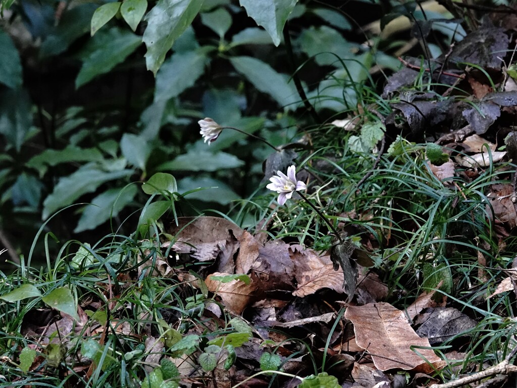 雪割一華咲く