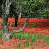 辻の彼岸花～