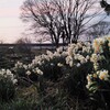 満開の水仙