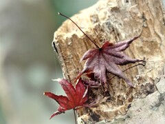 dry leaves 