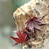 dry leaves 