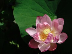 今が旬～