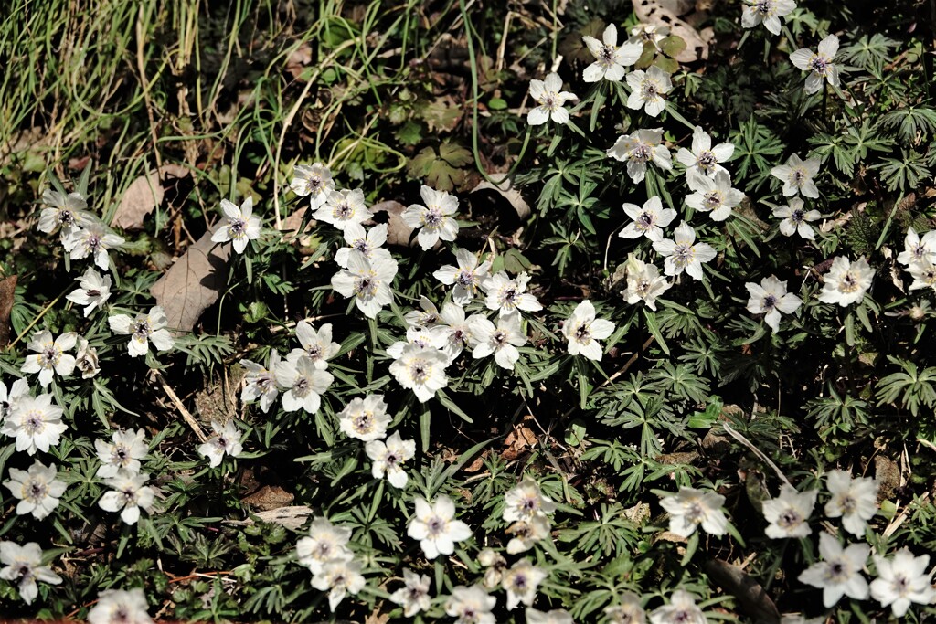 春を告げる花～節分草　２