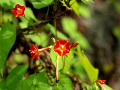 マルバルコウ草