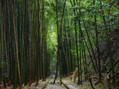  日本で一番美しい廃線跡らしい～倉吉線・竹林エリア　２