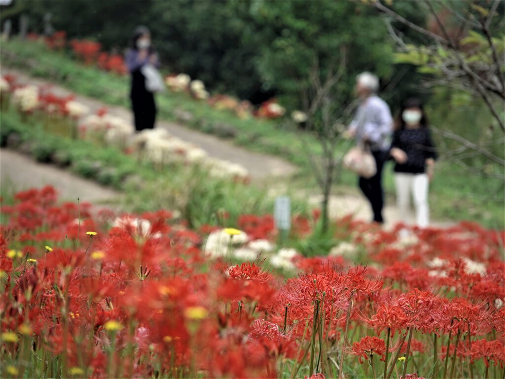 彼岸花咲く公園　1