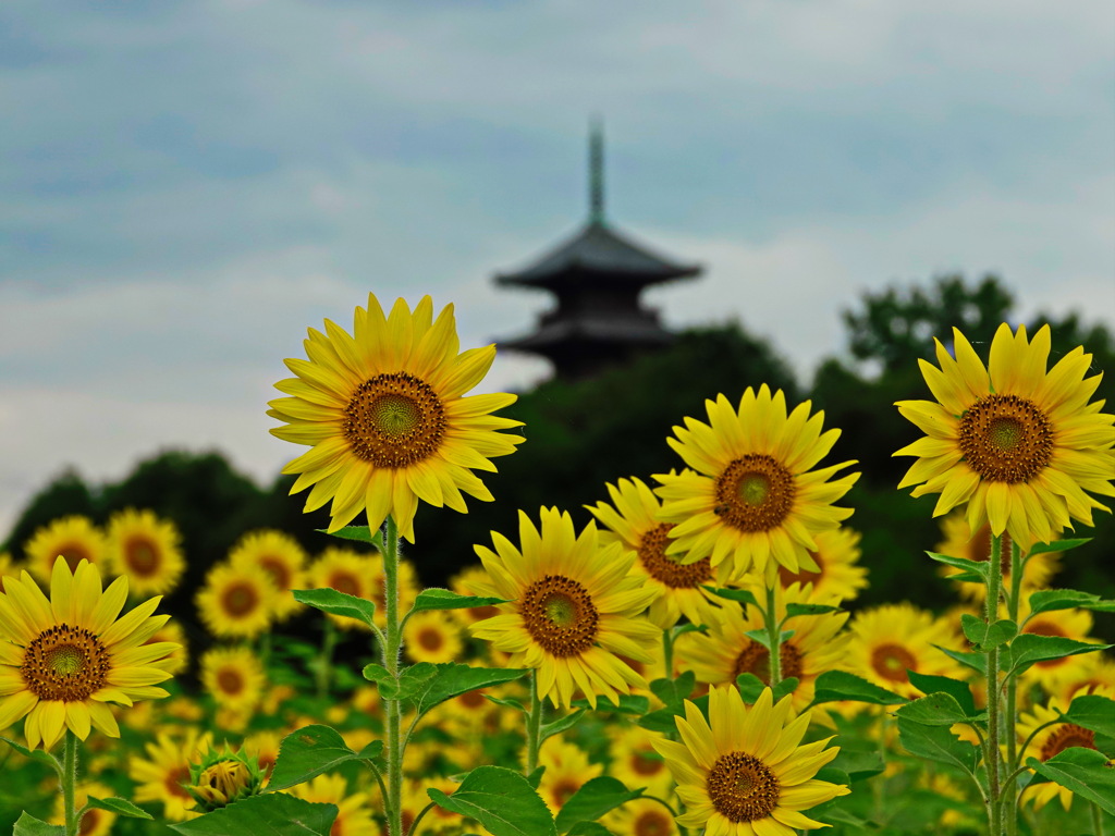 ヒマワリ咲く備中国分寺