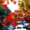 見頃を迎えた紅葉～三郎の滝