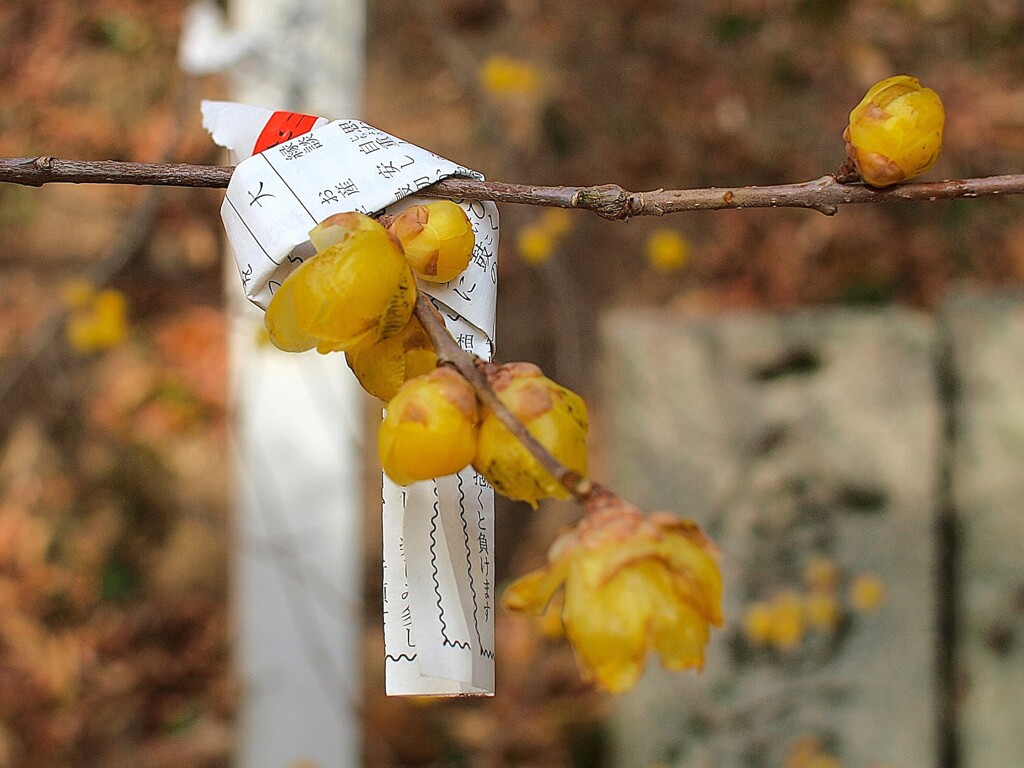 願いはきっと叶うから～２０２６　謹賀新年　